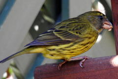 Crithagra scotops umbrosa