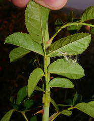 Rosa zalana