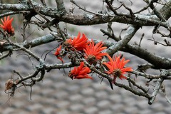 Erythrina lysistemon