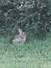 Sylvilagus floridanus