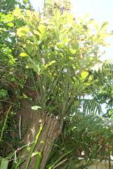 Cussonia sphaerocephala