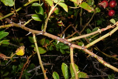 Rosa zalana