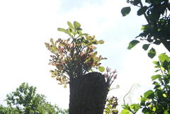 Cussonia sphaerocephala