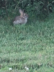 Sylvilagus floridanus