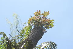 Cussonia sphaerocephala