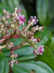 Miconia ciliata