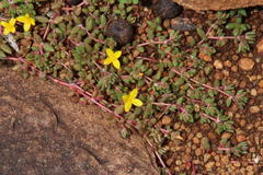 Portulaca quadrifida