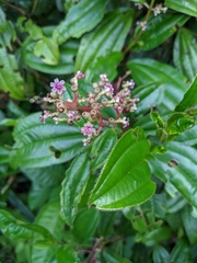 Miconia ciliata