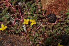 Portulaca quadrifida