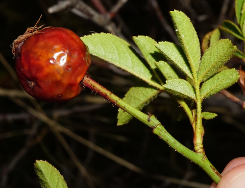 Rosa zalana, photograph 2