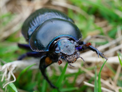 Geotrupes ibericus