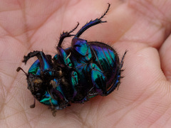 Geotrupes ibericus