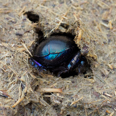 Geotrupes ibericus