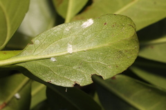 Pulvinaria floccifera