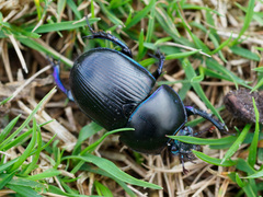 Geotrupes ibericus
