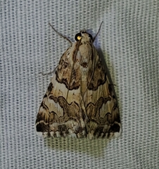 Drasteria eubapta