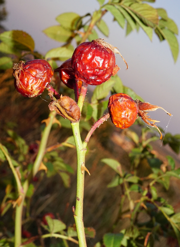 Rosa zalana