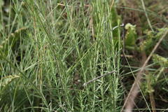 Lasiosiphon sericocephalus