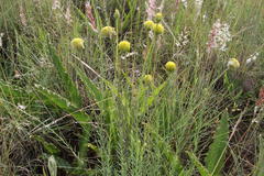 Lasiosiphon sericocephalus