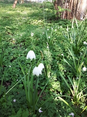 Leucojum aestivum aestivum