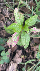 Hypoestes phyllostachya