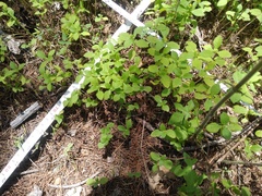 Melampodium longifolium