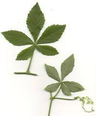 Cyphostemma hypoleucum