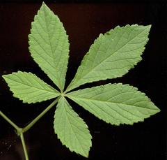 Cyphostemma hypoleucum