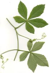 Cyphostemma hypoleucum