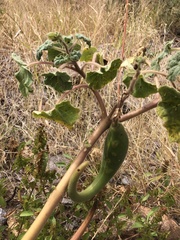 Proboscidea althaeifolia