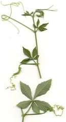 Cyphostemma hypoleucum