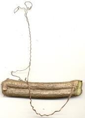 Cyphostemma hypoleucum