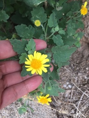 Perityle leptoglossa