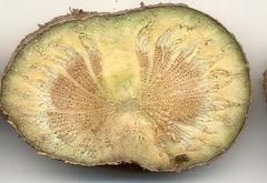 Cyphostemma hypoleucum