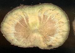 Cyphostemma hypoleucum