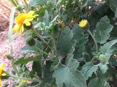 Perityle leptoglossa