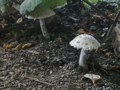 Amanita rubescens