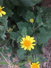 Perityle leptoglossa