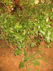 Kraussia floribunda