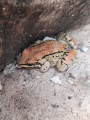Leptodactylus mystacinus