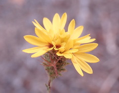 Lessingia pectinata pectinata