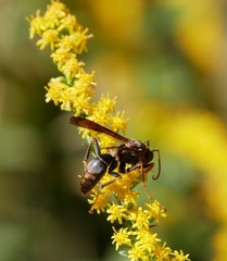 Polistes parametricus