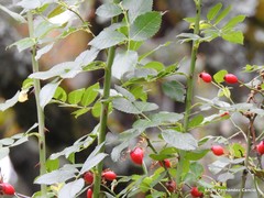 Rosa squarrosa
