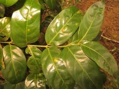 Kraussia floribunda