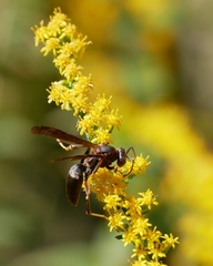 Polistes parametricus