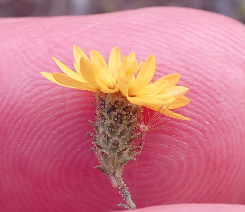 Image of Lessingia pectinata by (c) Henrik Kibak, some rights reserved (CC BY)