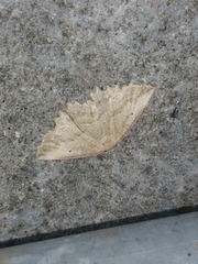 Megalycinia serraria