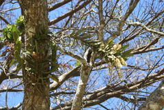Cyrtorchis arcuata arcuata