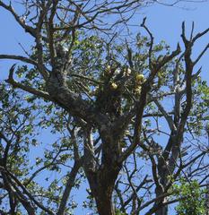 Cyrtorchis arcuata arcuata