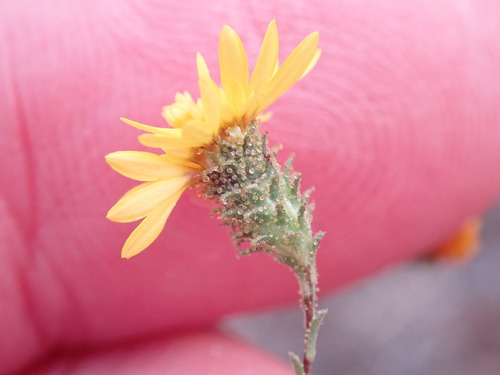 Image of Lessingia pectinata by (c) Henrik Kibak, some rights reserved (CC BY)